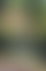 Andreas Schäfer: Das Gartenzimmer