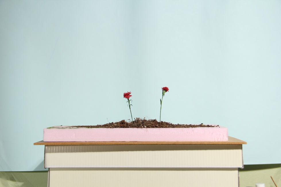 paper-fabric-rose-for a stopmo-short-Dir Adrianna Wieczorek