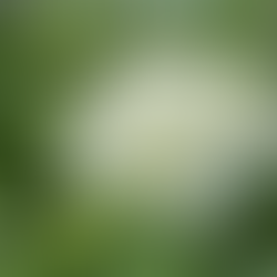 私たちは愛の光