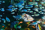 Blue Planet Aquarium
