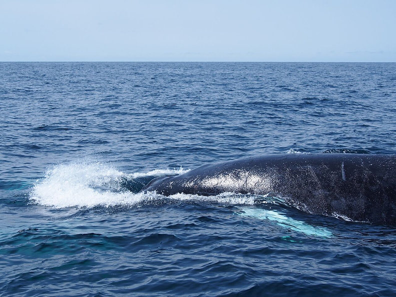 Maine Whale Watch Finback