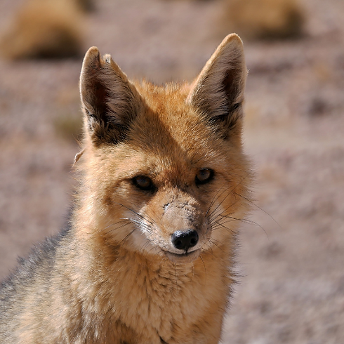 Projekt bez tytułu (34).png