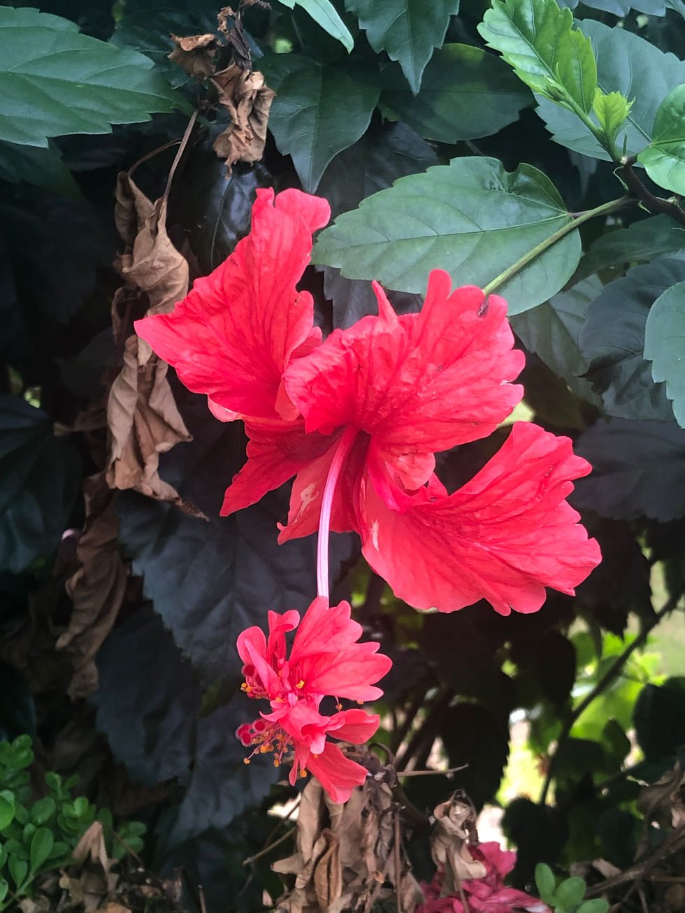 Hibiscus