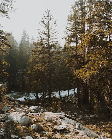 Forest Stream_edited.jpg