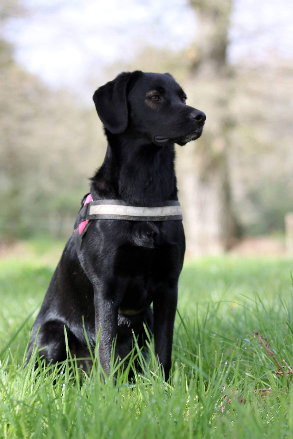 Ma chienne qui m'a permis de faire le lient avec les vibrations