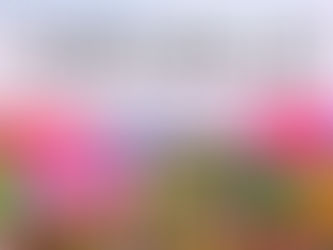 Coachella y Stagecoach descartan medidas sanitarias contra COVID-19