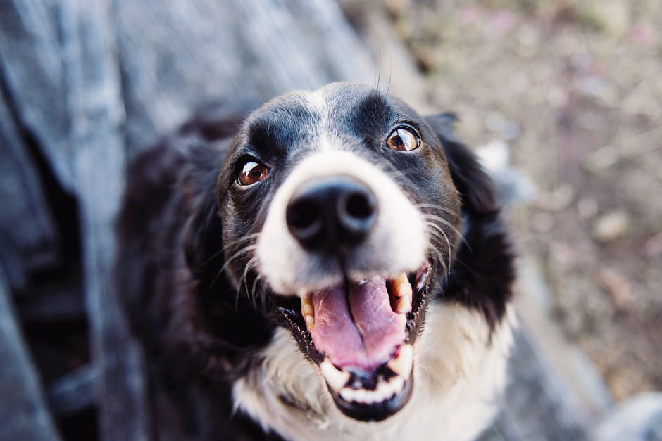 My estimate of the prior probability of this dog biting me is ½