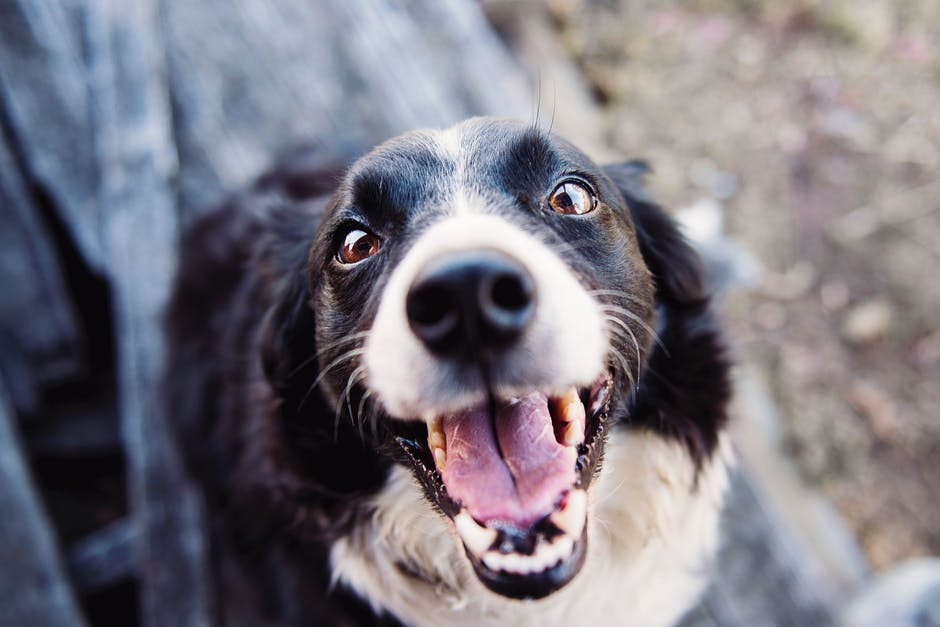 My estimate of the prior probability of this dog biting me is ½