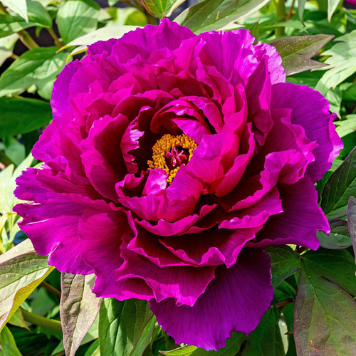 Tree Peony - Royal Dragon (Wu Long Peng Sheng) | Canadian Gardener