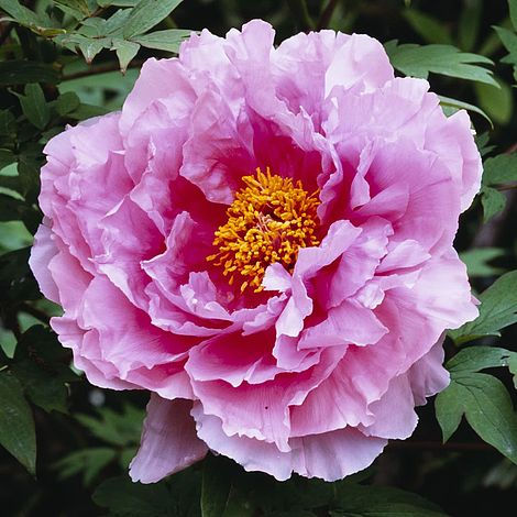 Tree Peony - Silver & Red (Yin Hong Qiao Dui)