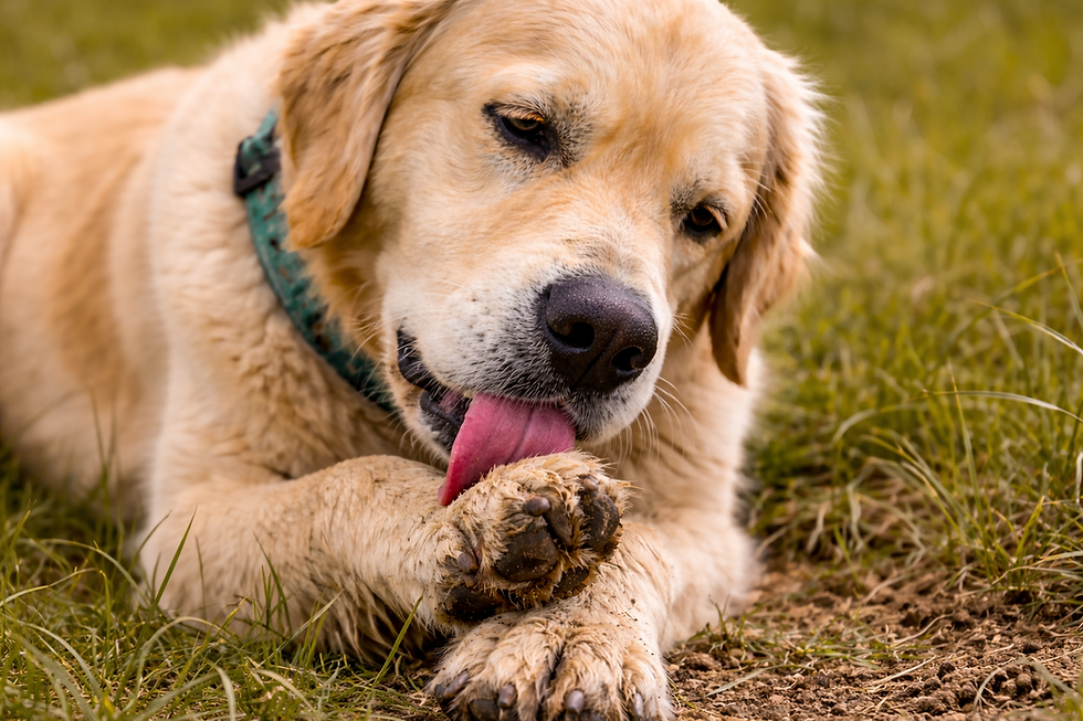Dog licking paws