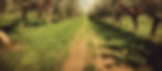 apple orchard_edited_edited.jpg
