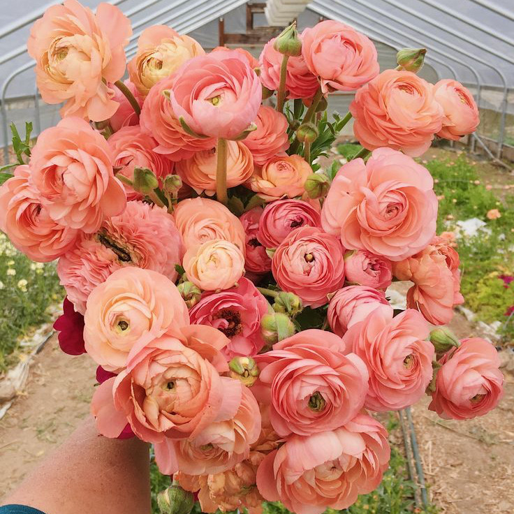 Thumbnail: Ranunculus Corsage – Slaplet Included