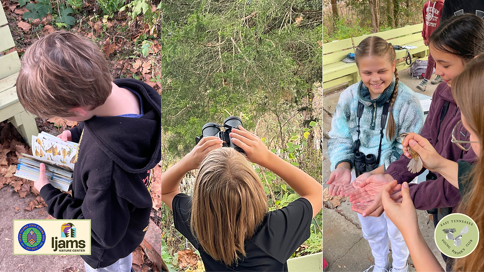 CANCELLED FOR WEATHER: Birding Walk & Talk - East TN Young Birders Club
