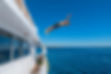 Private Dubai Yacht Tour with Swimming