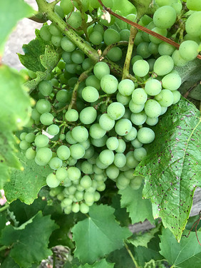Vineyard,Gers