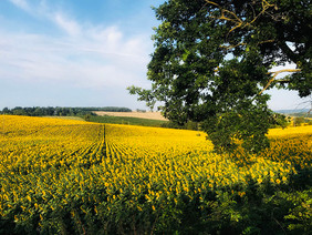 Sunflowers near Grazimis