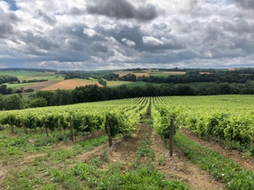 vines near Grazimis