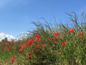 Spring in Gers