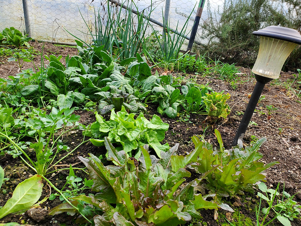 Wildcat Mountain Farm & Gardens Open House