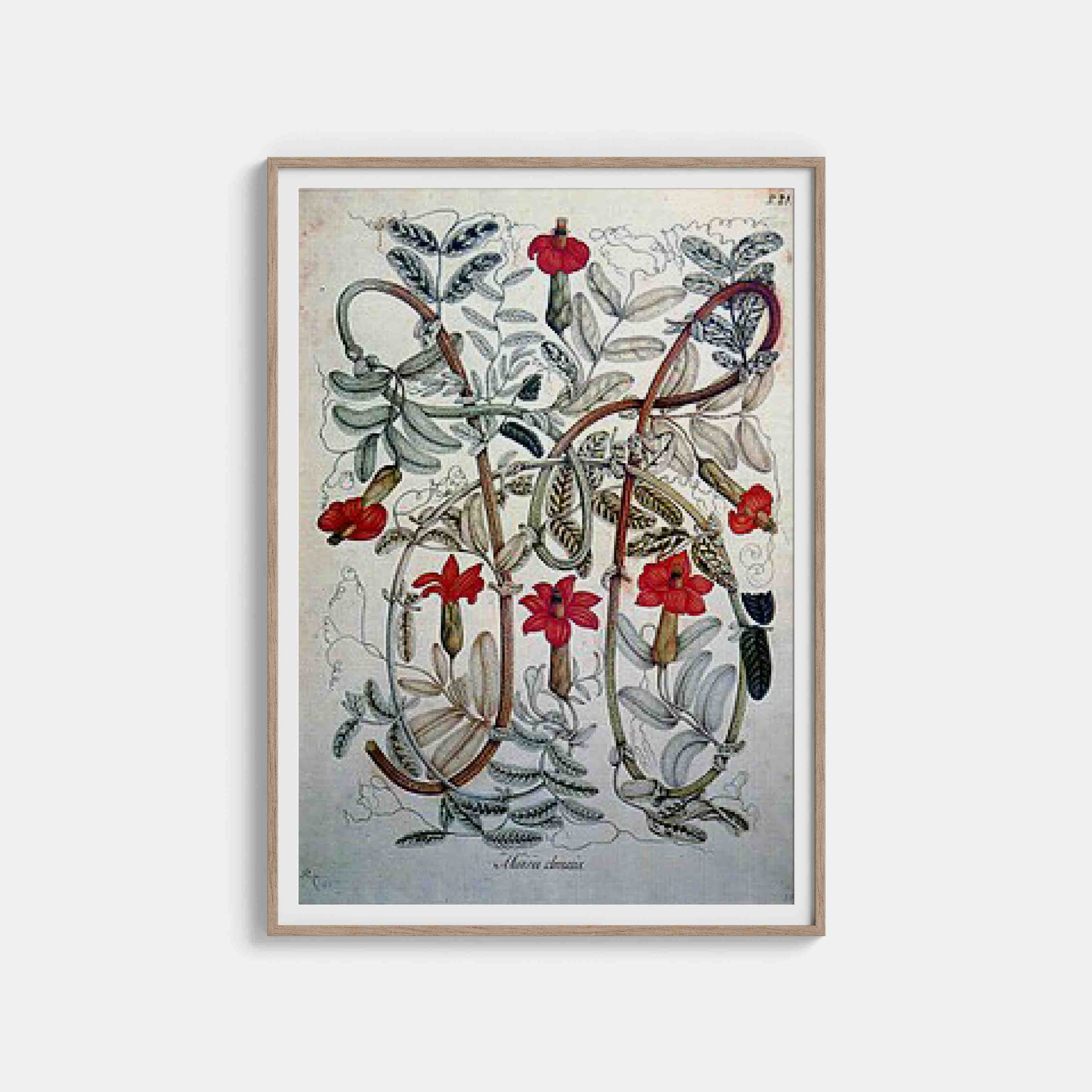 Mutisia clematis painted by Salvador Rizo during the Royal Botanical Expedition to New Granada