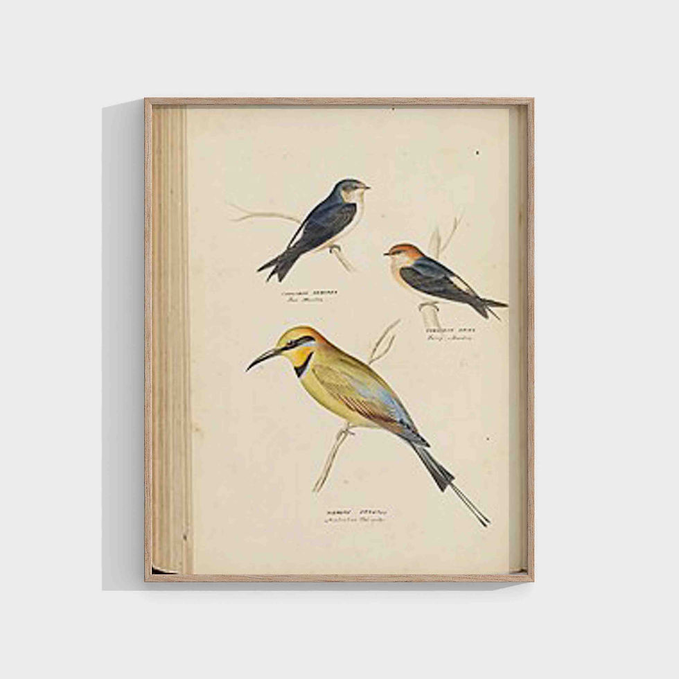 Silvester Diggles Tree Martin, Fairy Martin, and Australian Bee-eater