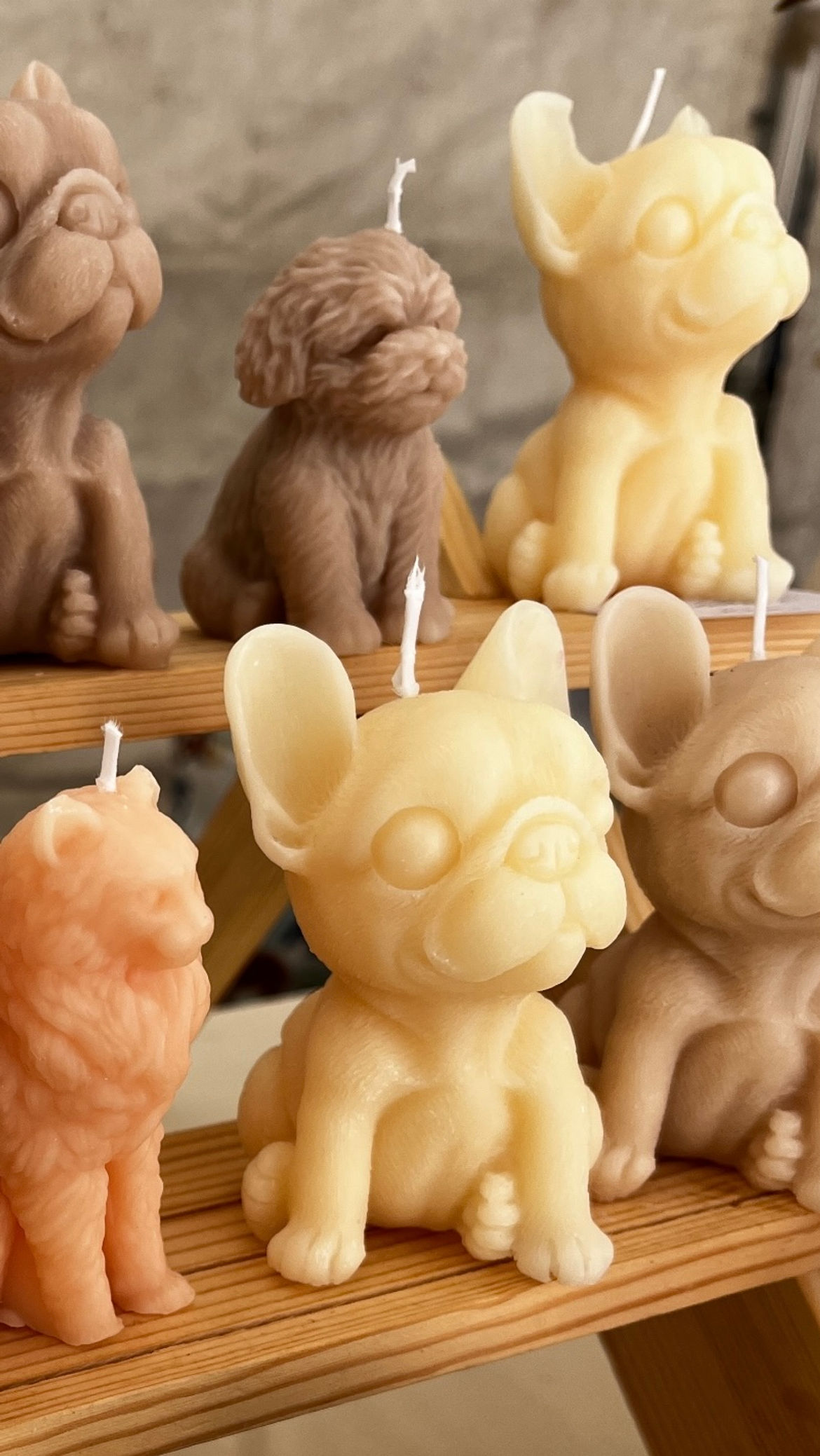 Bouledogue français