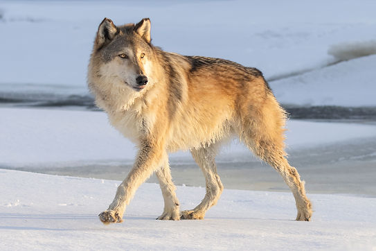 Golden Morning Gray Wolf (Canis Lupus) trots through snow ice covered river. The sun rises