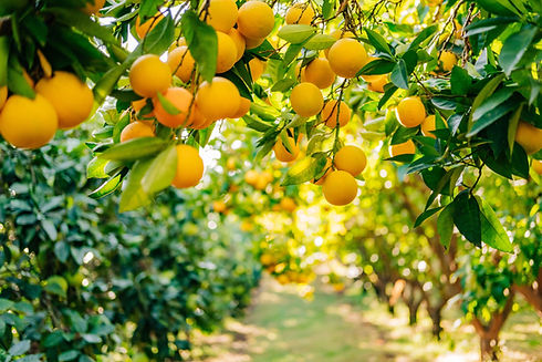 blood orange tree.jpeg