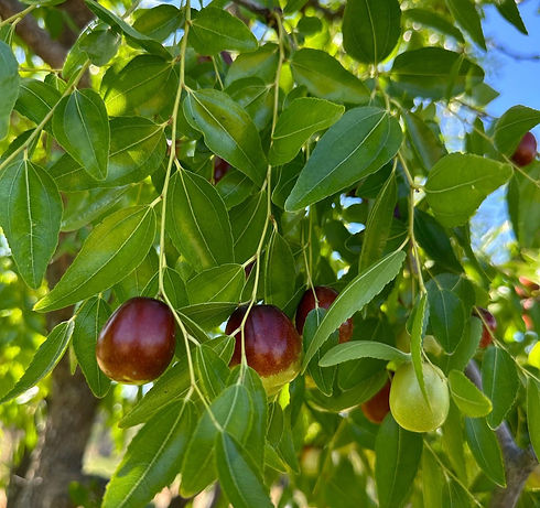 jujube tree_edited.jpg