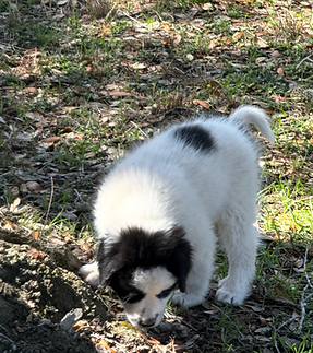 Screenshot 2026-02-15 at 2.40.33 PM (1).png