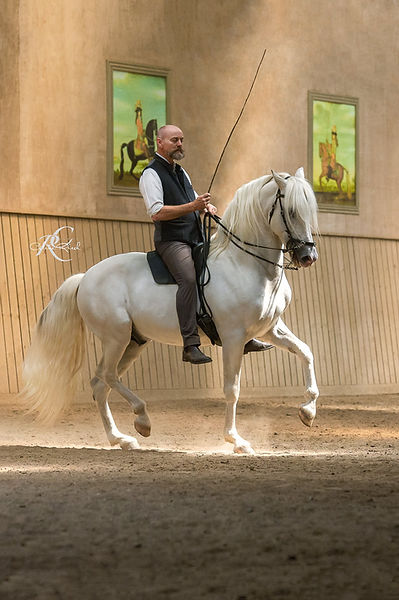Bent Branderup reitet seinen Schimmelhengst "Swan" in einer Piaffe.