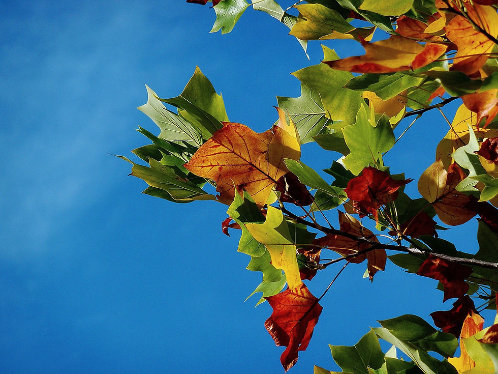 autumn-974882_1920_edited_edited.jpg