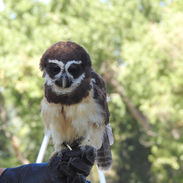 Spectacled Owl2.jpeg