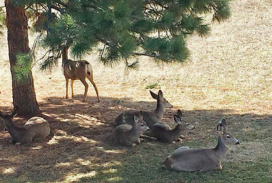 Deer Family in Spring_edited.jpg