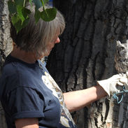 Eastern Screech Owl 3.jpeg
