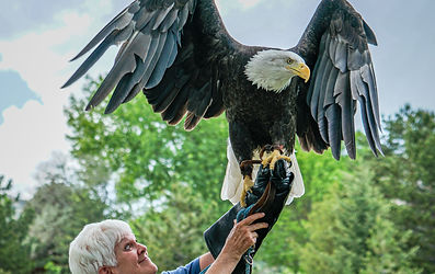 HawkQuest Bald Eagle Photo Credit_ Ed Wo
