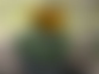 Why Fall is the Best Time for Planting in Nassau and Suffolk County