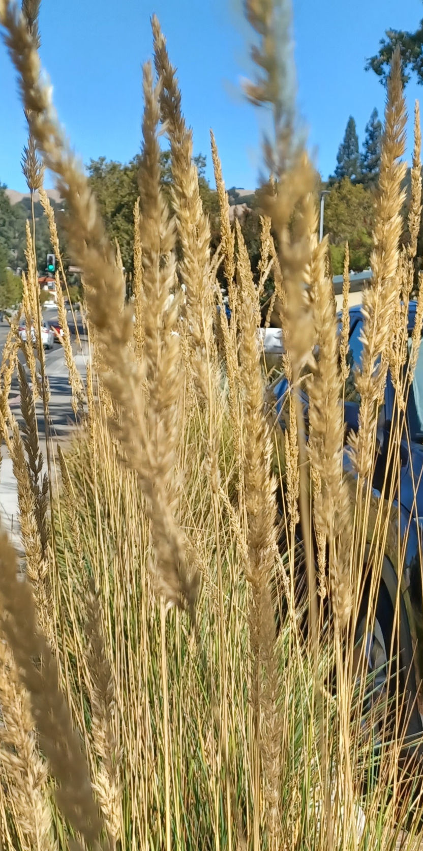 A close up of a shock of decorative grasses gone to seed in front of a bright blue sky.