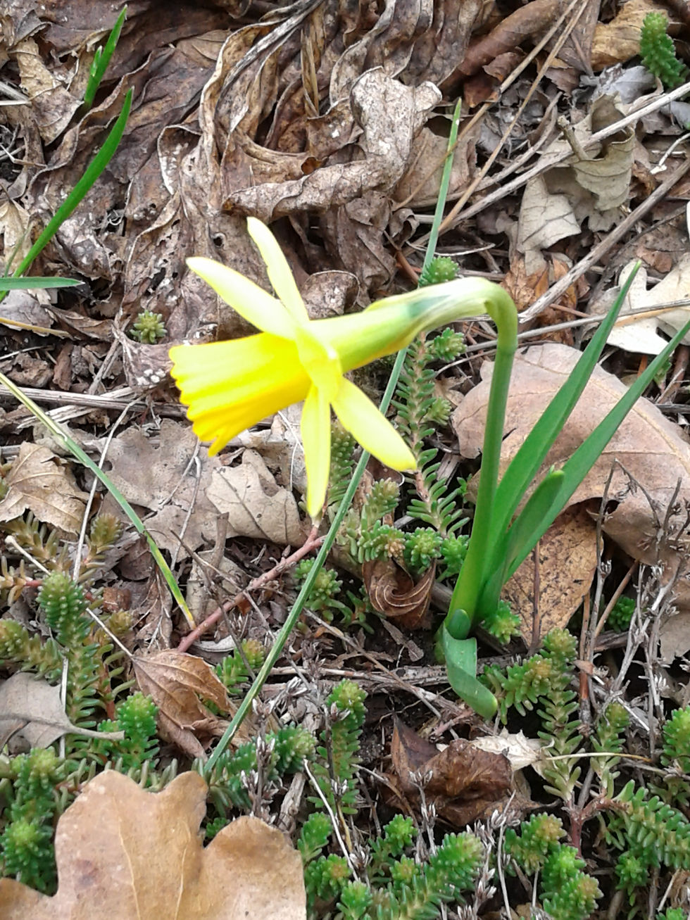 a profile view of a miniature yellow daffodil