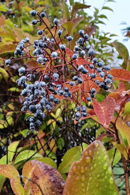 dark blue berries, wet with rain, cling to red branches above red and green leaves