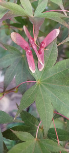 Dark red maple seeds stand out against dark green maple leaves