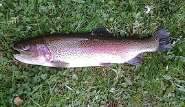 rainbow-trout-340352_640.jpg