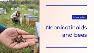 Neonicotinoids and bees