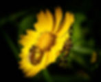 ree