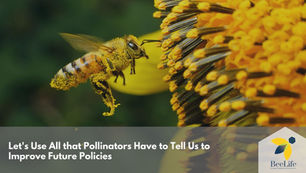 Utilisons tout ce que les pollinisateurs ont à nous dire pour améliorer les politiques futures