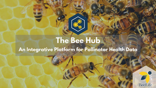 The Bee Hub —
Developing an Integrative Platform for Pollinator Health Data