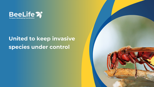 Cyprus: united to keep Oriental Hornet under control