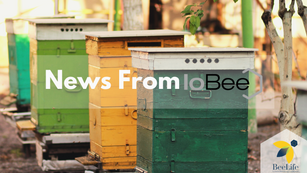 News From the IoBee Project
