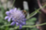 pincushion flower plant a perennial plant in the desert southwest